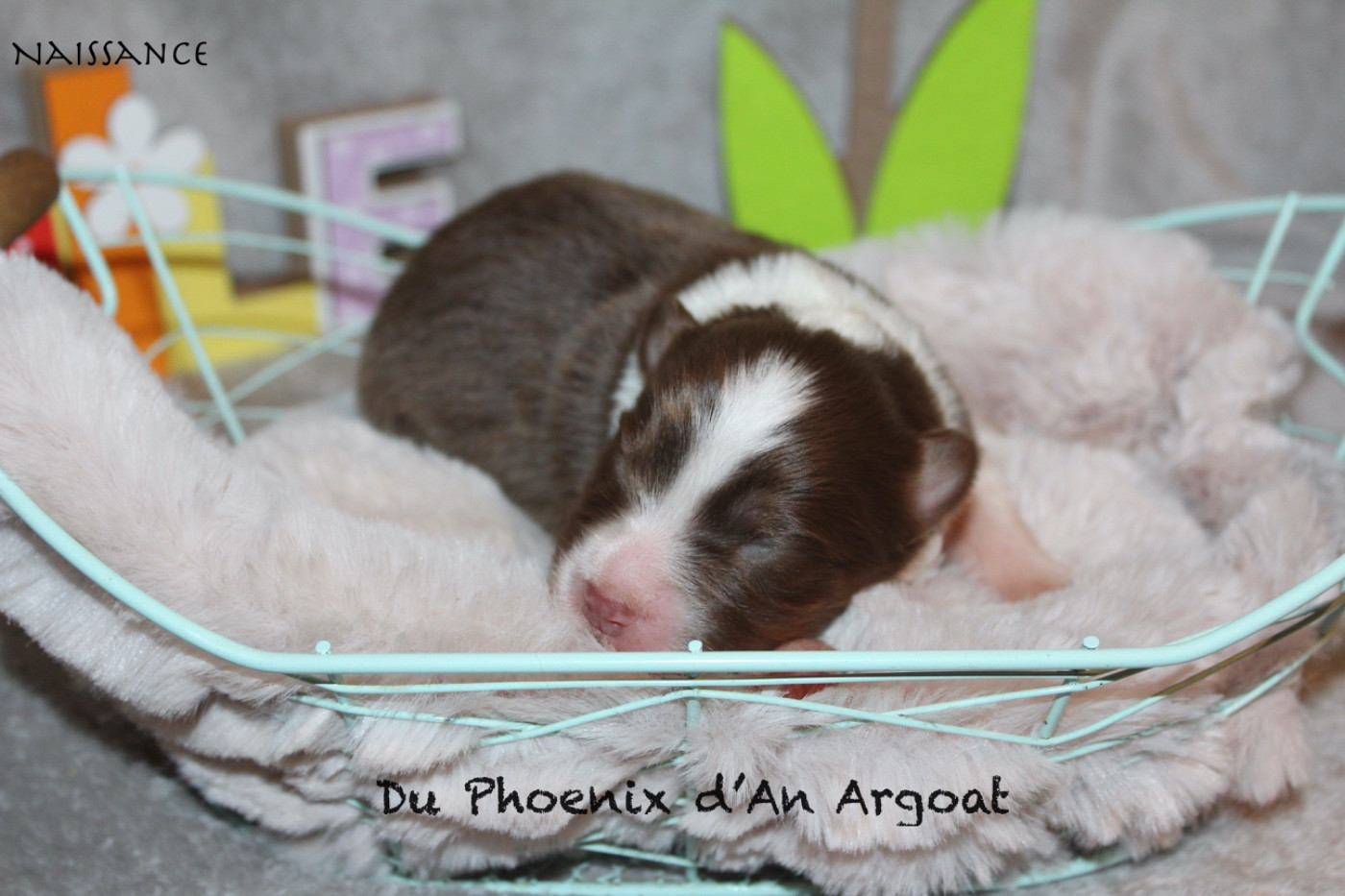 Du Phoenix D'an Argoat - Chiots disponibles - Berger Australien