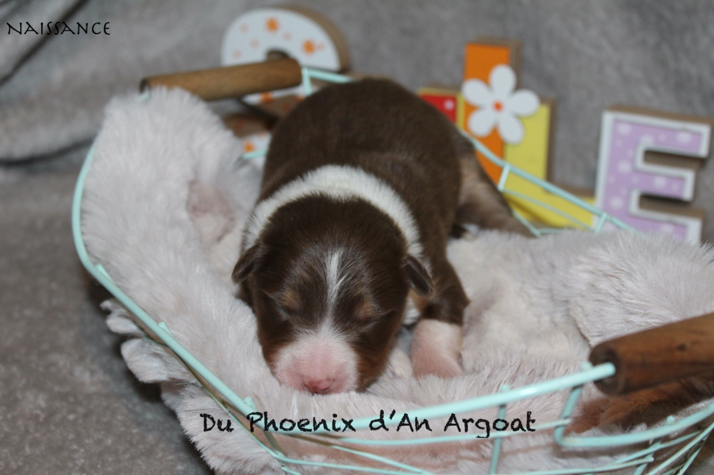 Du Phoenix D'an Argoat - Chiots disponibles - Berger Australien