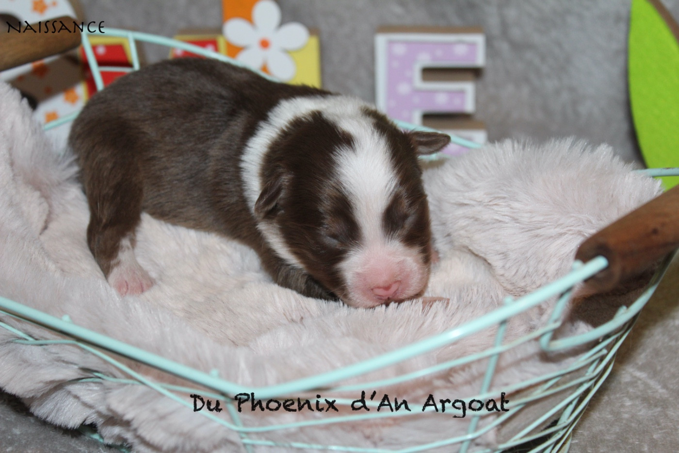 Du Phoenix D'an Argoat - Chiots disponibles - Berger Australien