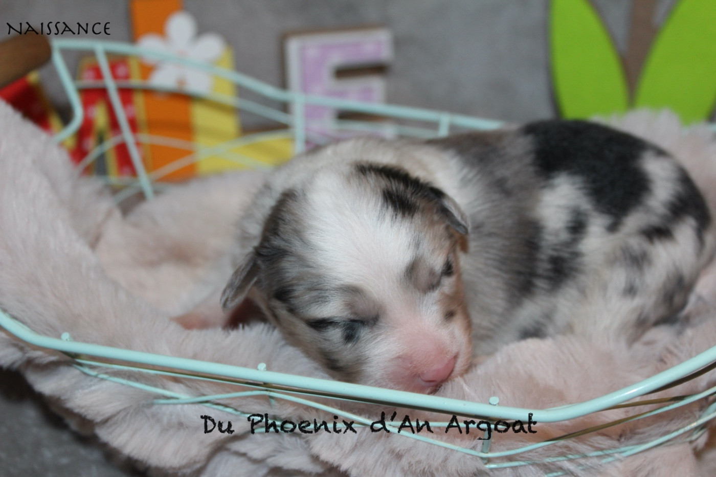 Du Phoenix D'an Argoat - Chiots disponibles - Berger Australien