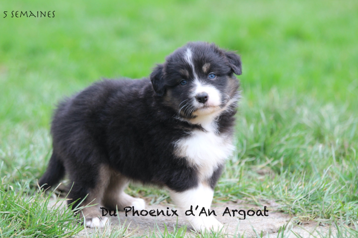 Du Phoenix D'an Argoat - Chiots disponibles - Berger Australien