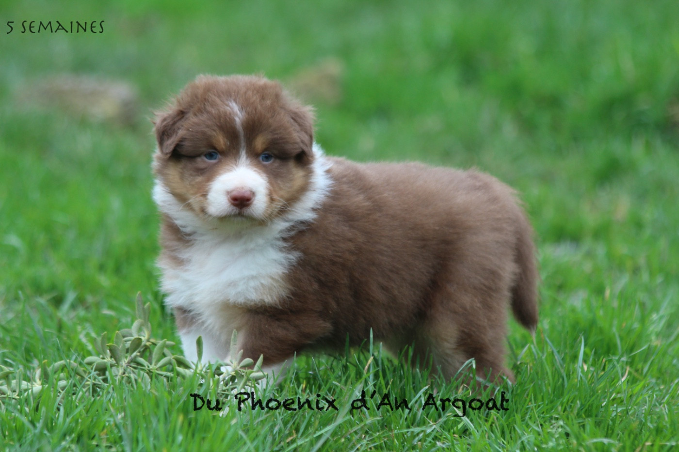 Du Phoenix D'an Argoat - Chiots disponibles - Berger Australien