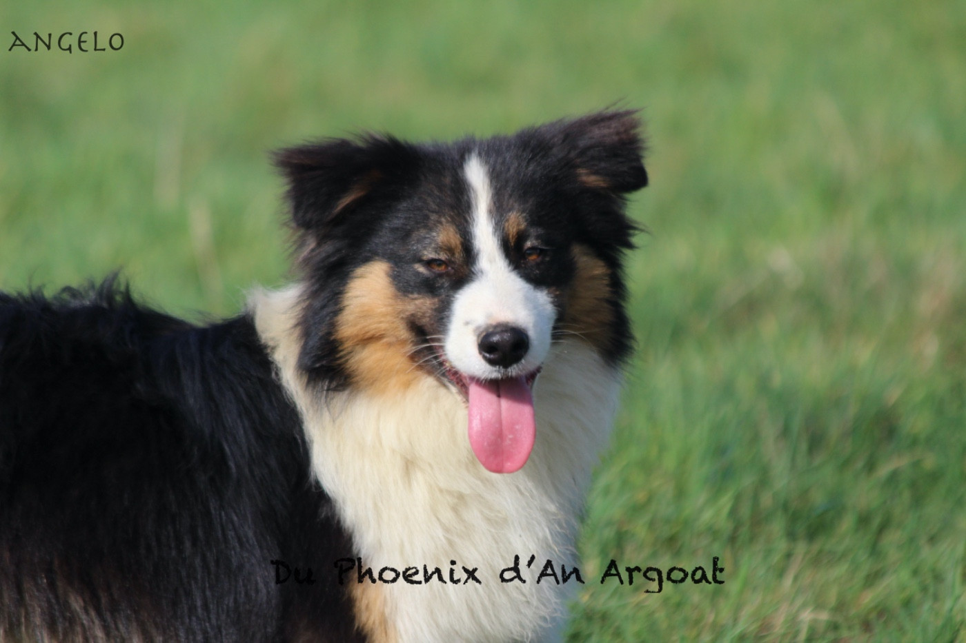 Du Phoenix D'an Argoat - Chiots disponibles - Berger Australien