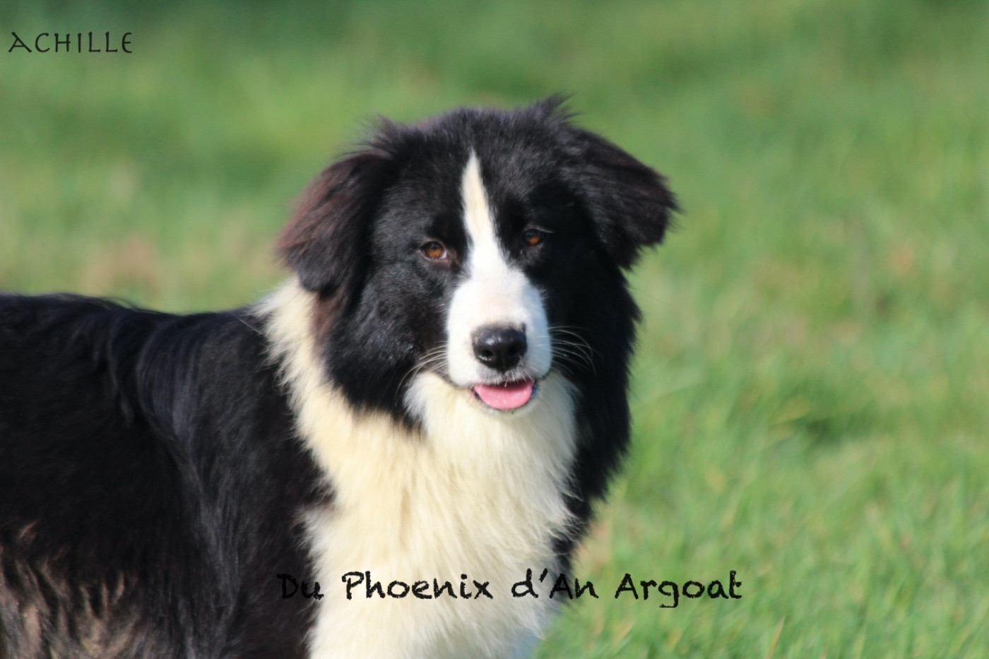 Du Phoenix D'an Argoat - Chiots disponibles - Berger Australien