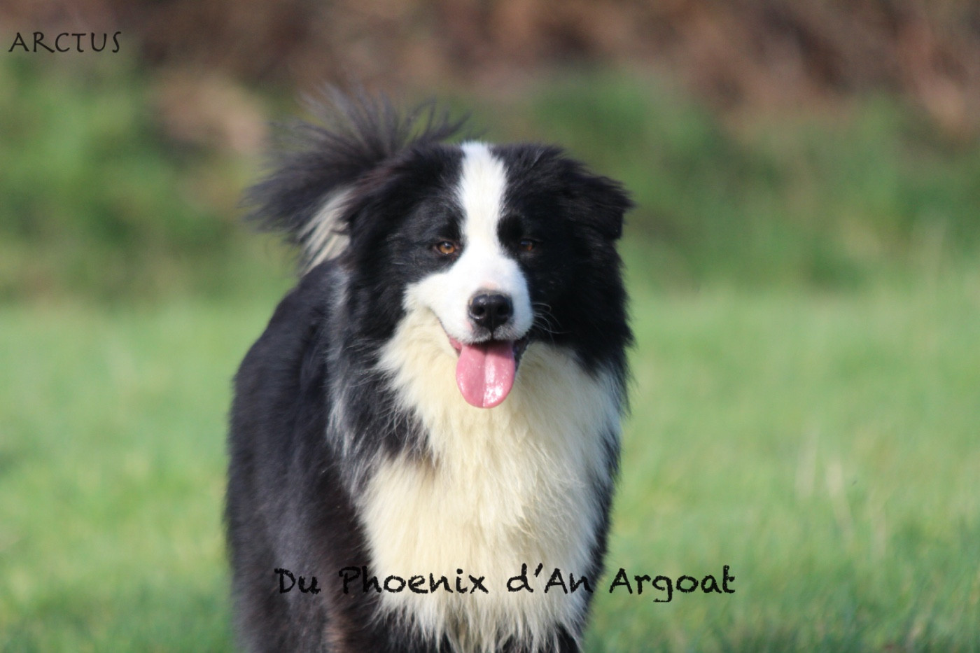 Du Phoenix D'an Argoat - Chiots disponibles - Berger Australien