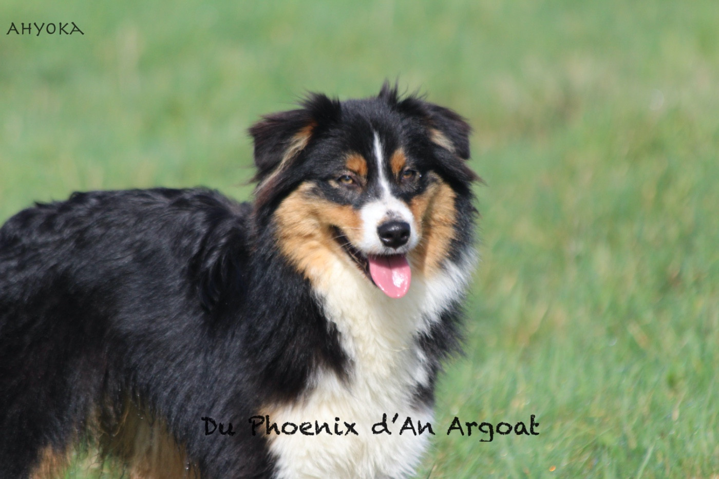 Du Phoenix D'an Argoat - Chiots disponibles - Berger Australien