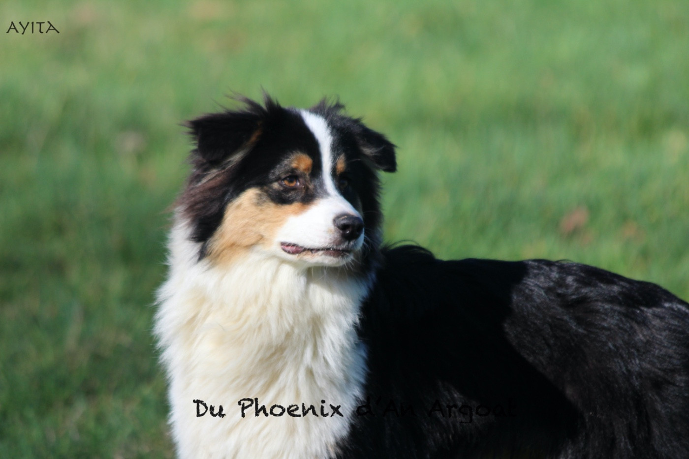 Du Phoenix D'an Argoat - Chiots disponibles - Berger Australien