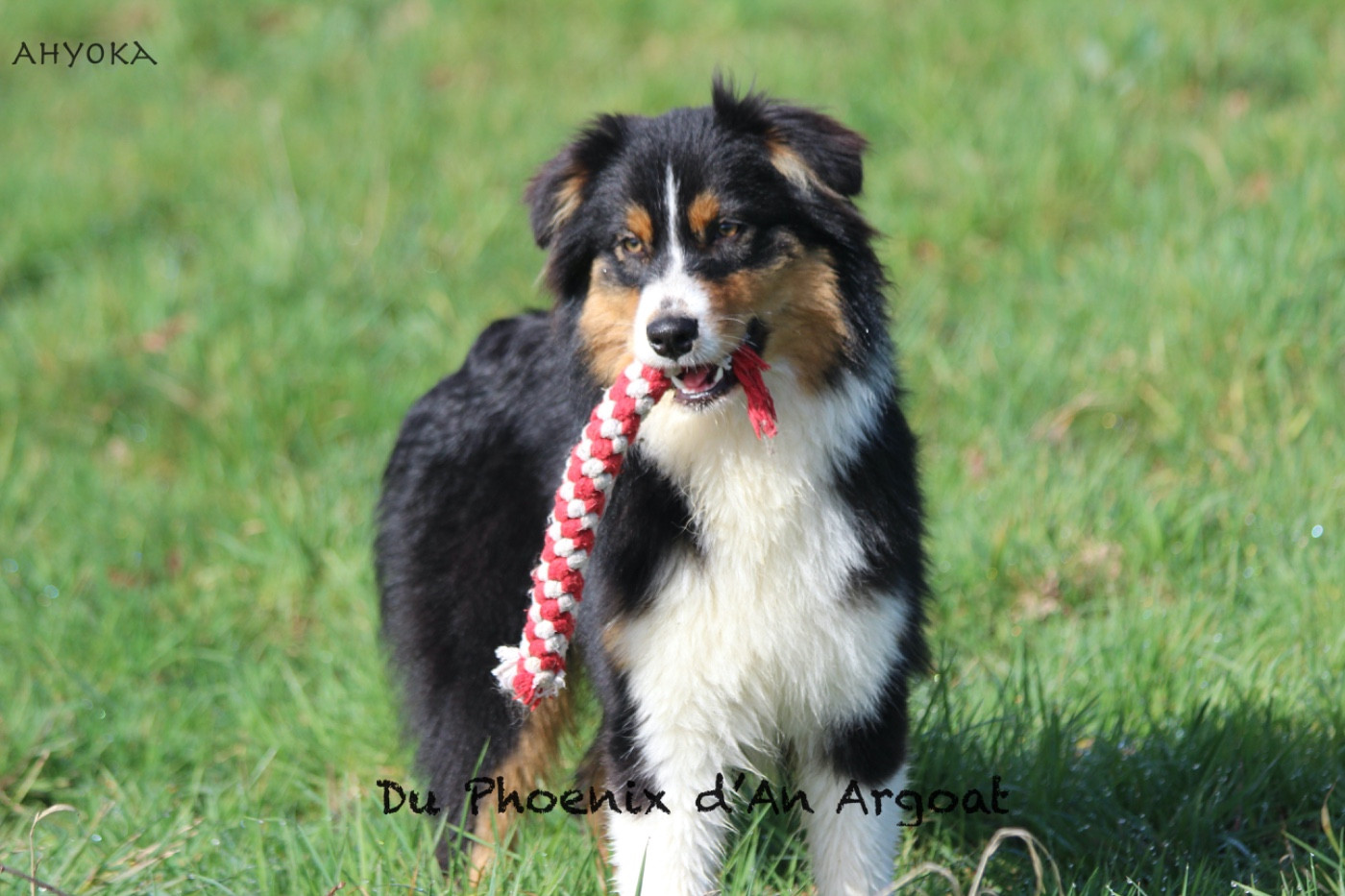 Du Phoenix D'an Argoat - Berger Australien - Portée née le 11/07/2025