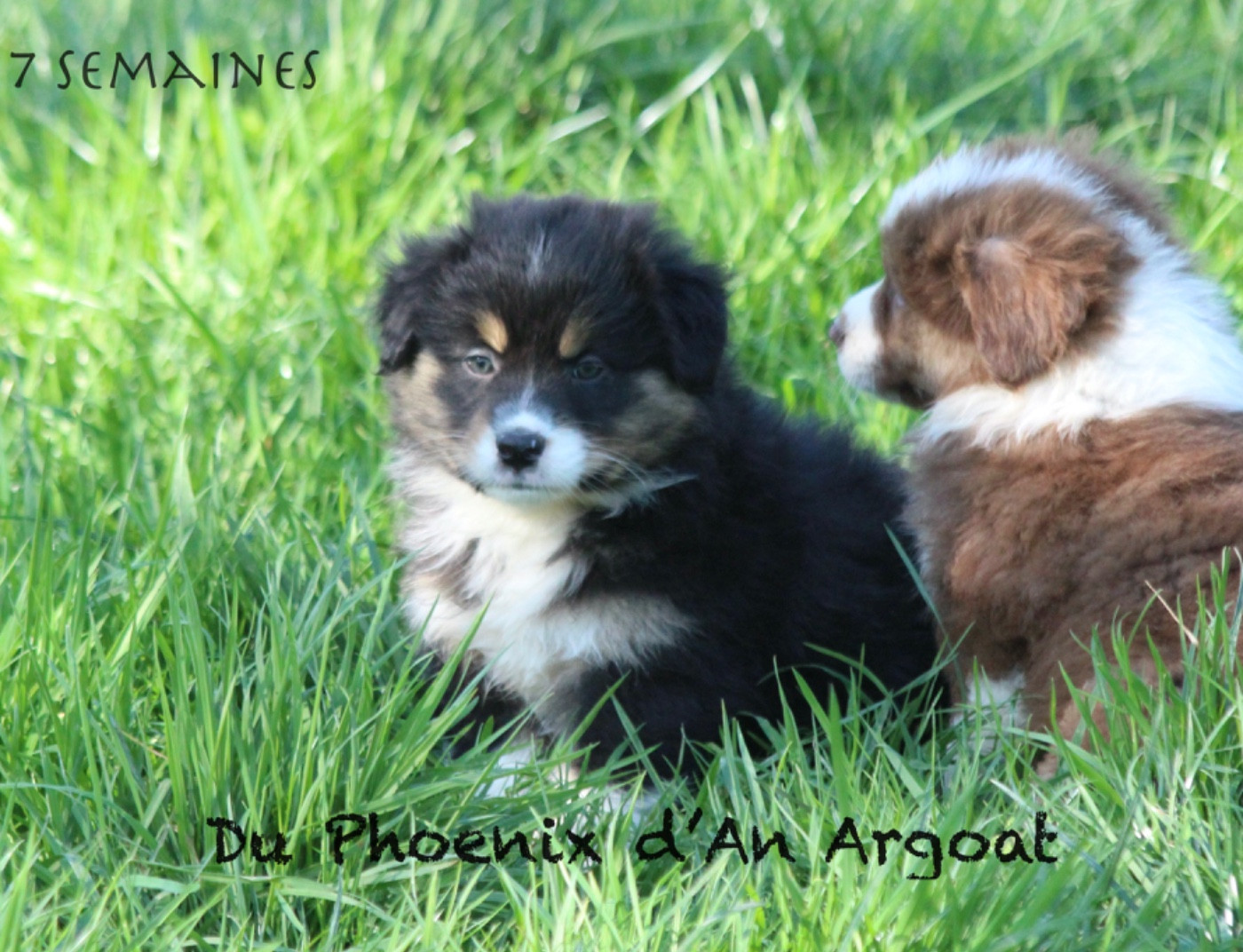 Du Phoenix D'an Argoat - Chiots disponibles - Berger Australien