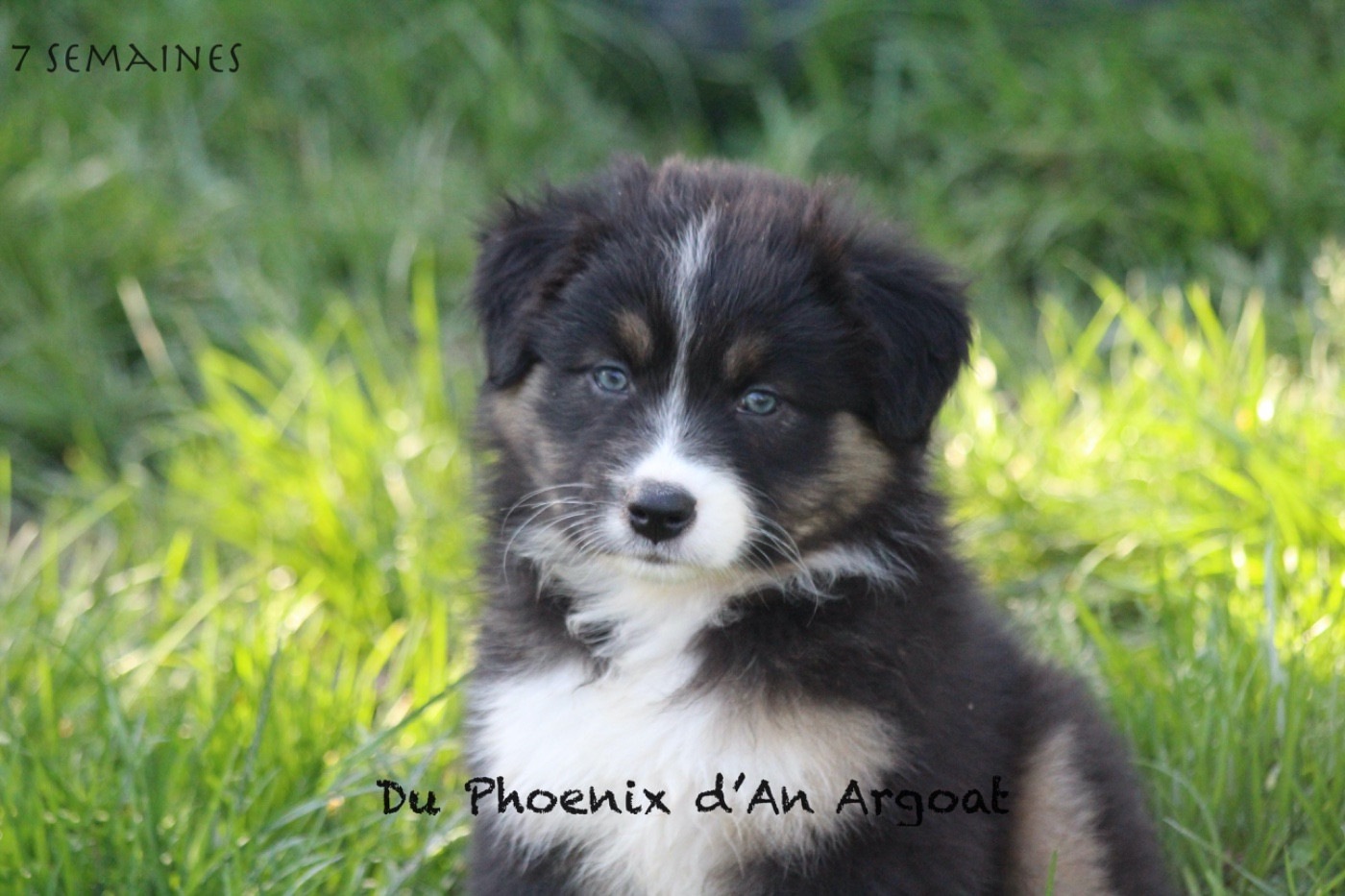 Du Phoenix D'an Argoat - Chiots disponibles - Berger Australien