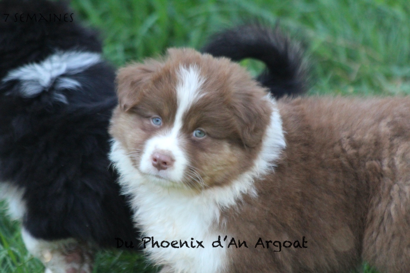 Du Phoenix D'an Argoat - Chiots disponibles - Berger Australien