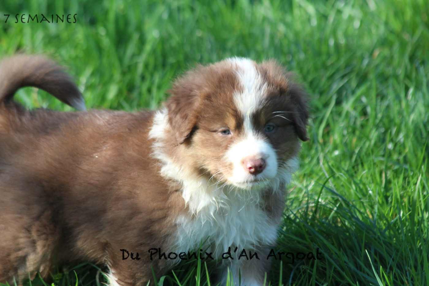 Du Phoenix D'an Argoat - Chiots disponibles - Berger Australien