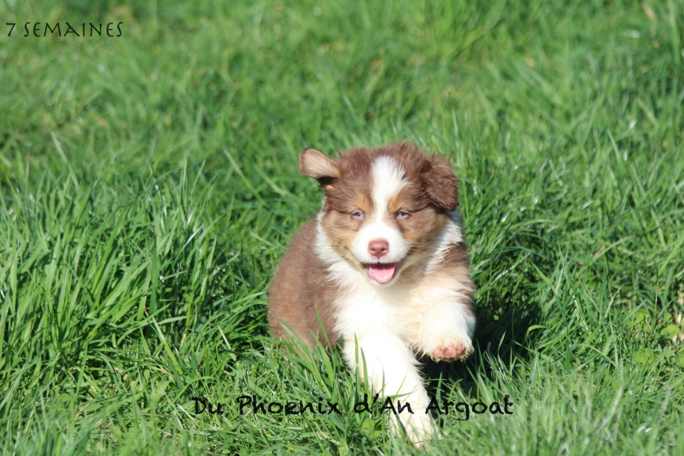 Du Phoenix D'an Argoat - Berger Australien - Portée née le 14/01/2026