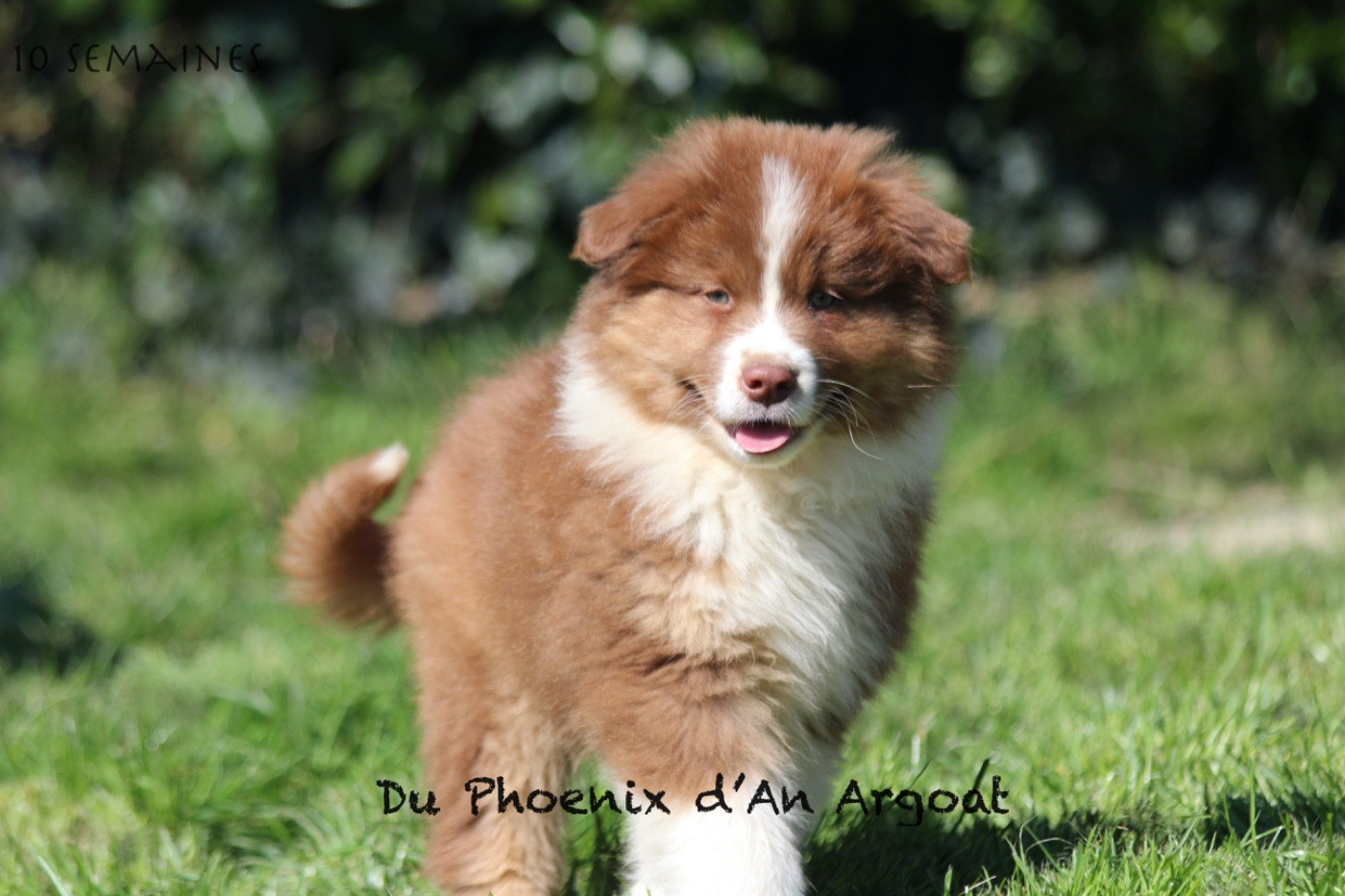 Du Phoenix D'an Argoat - Chiots disponibles - Berger Australien