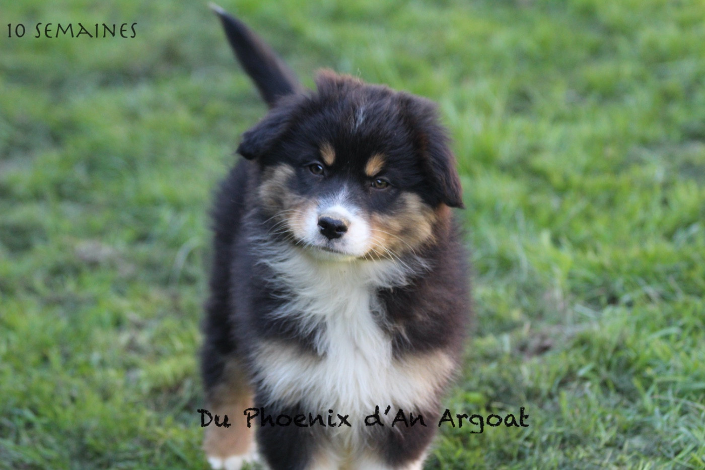 Du Phoenix D'an Argoat - Chiots disponibles - Berger Australien