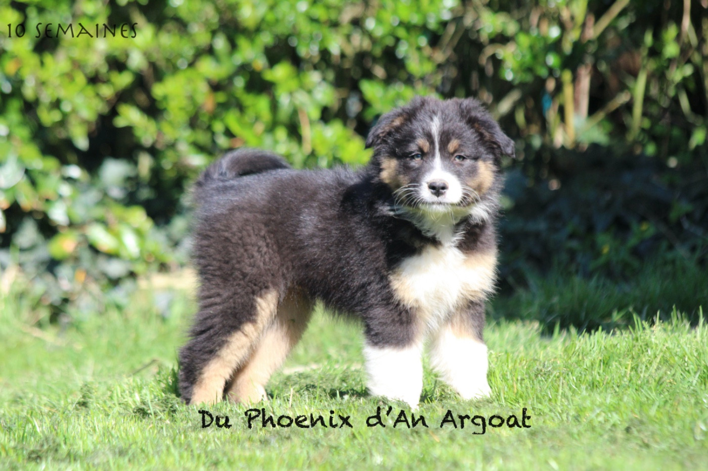 Du Phoenix D'an Argoat - Chiots disponibles - Berger Australien
