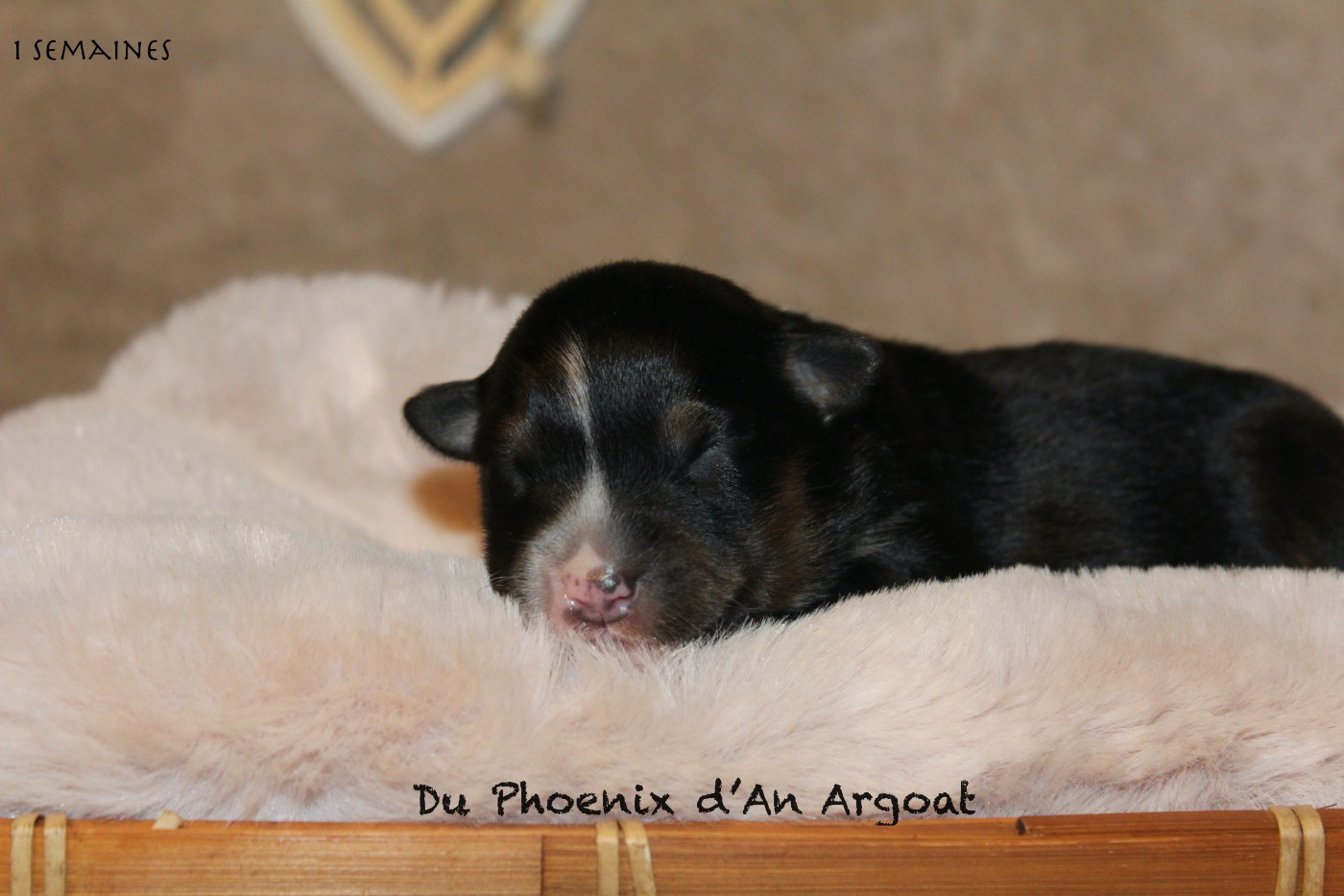 Du Phoenix D'an Argoat - Chiots disponibles - Berger Australien