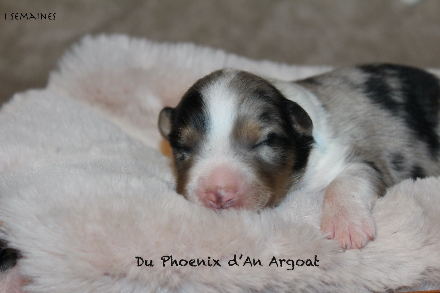 Du Phoenix D'an Argoat - Chiots disponibles - Berger Australien