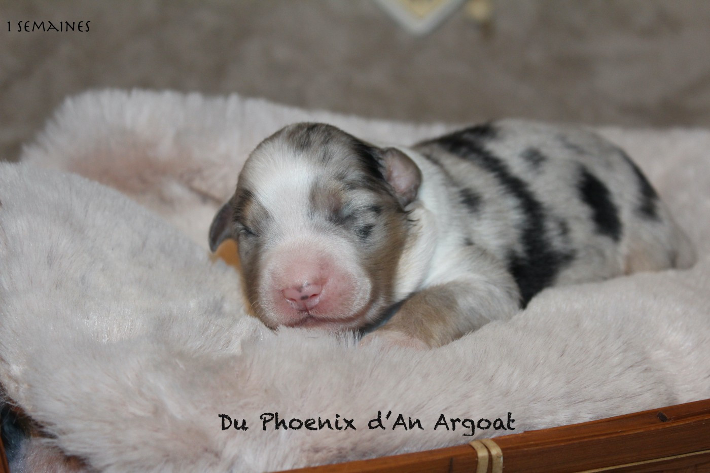 Du Phoenix D'an Argoat - Chiots disponibles - Berger Australien