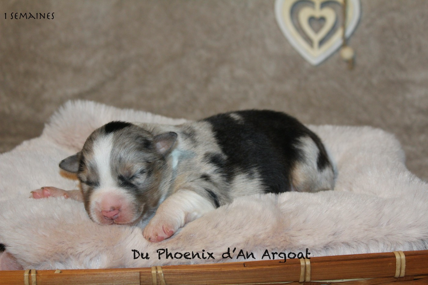Du Phoenix D'an Argoat - Chiots disponibles - Berger Australien