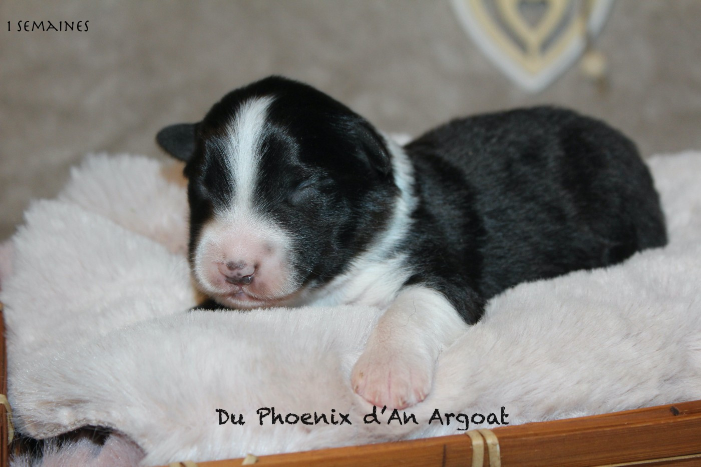 Du Phoenix D'an Argoat - Chiots disponibles - Berger Australien