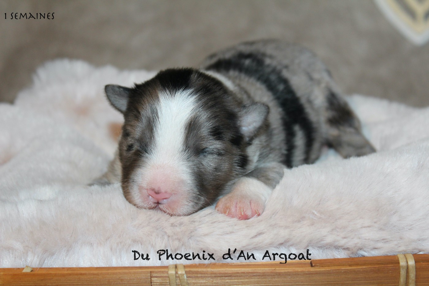 Du Phoenix D'an Argoat - Chiots disponibles - Berger Australien