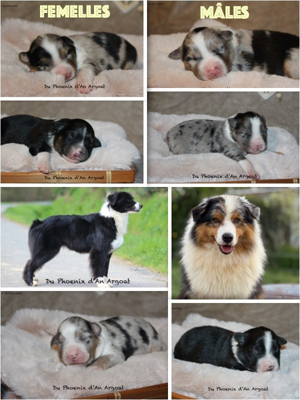 Chiot Berger Australien Du Phoenix D'an Argoat