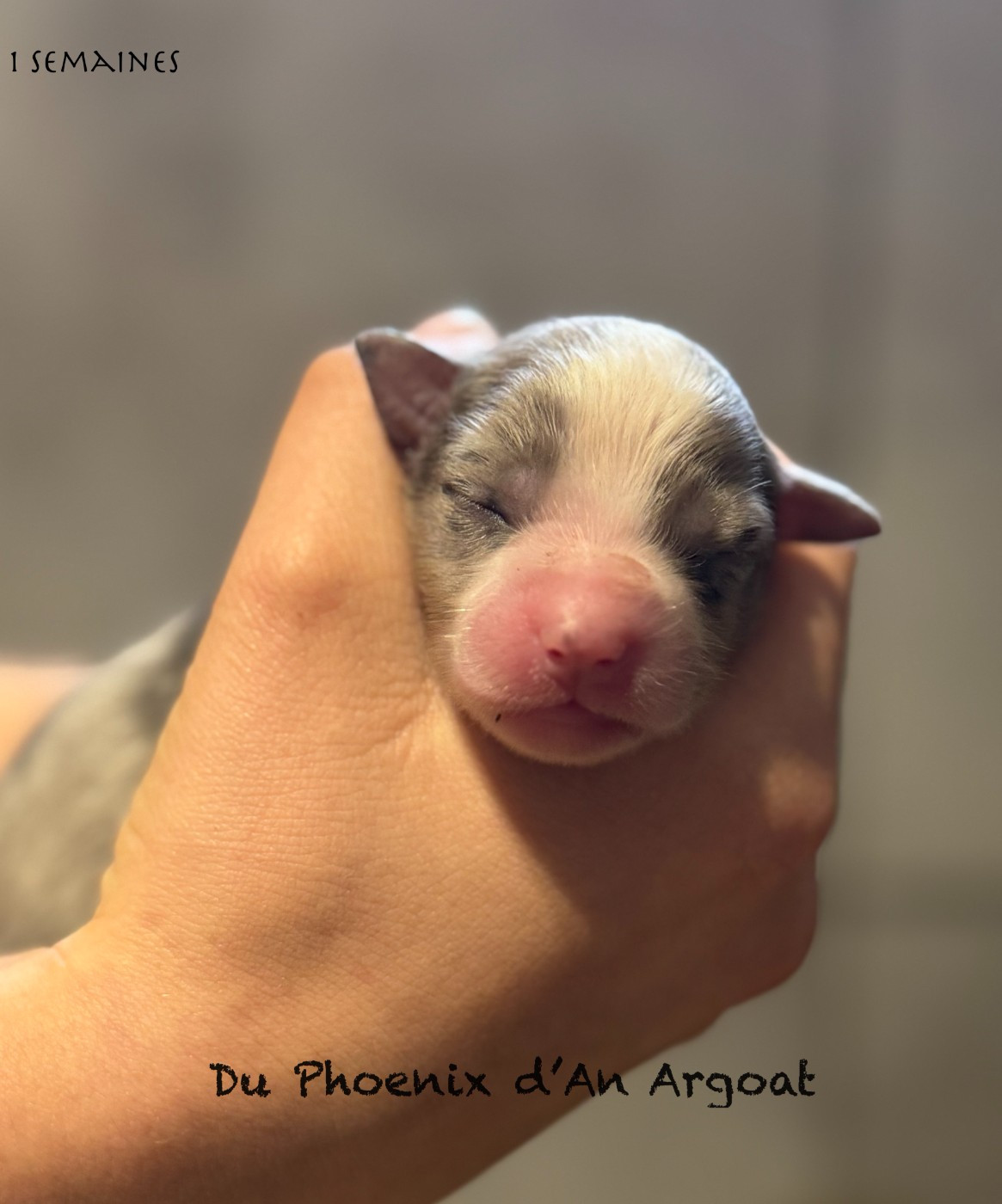 Du Phoenix D'an Argoat - Chiots disponibles - Berger Américain Miniature 