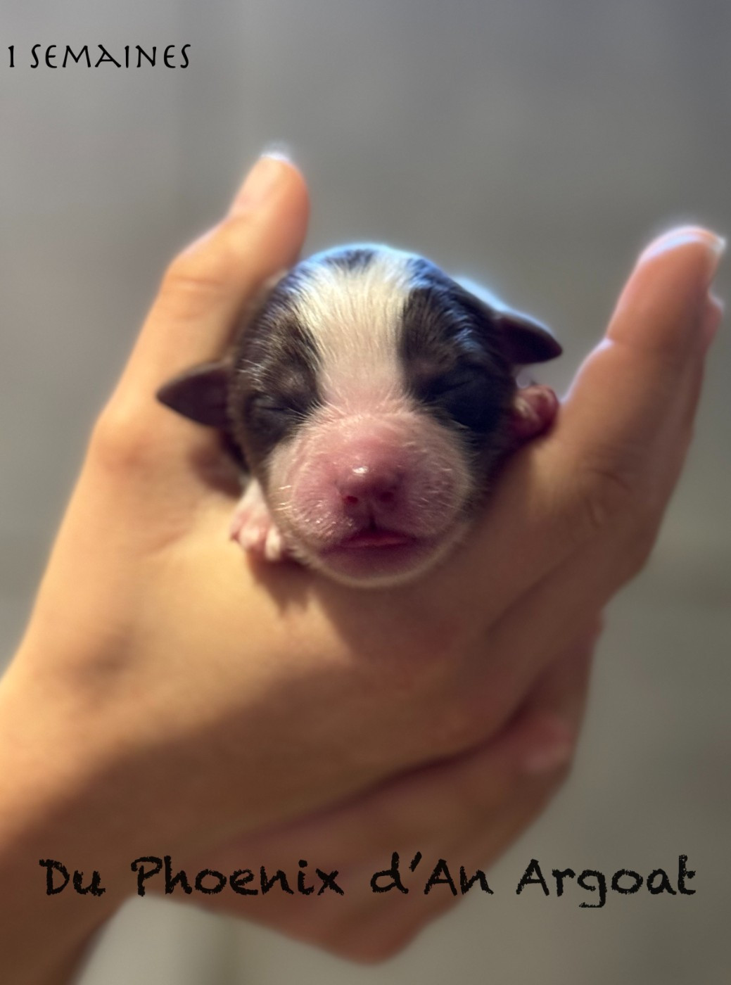 Du Phoenix D'an Argoat - Chiots disponibles - Berger Américain Miniature 