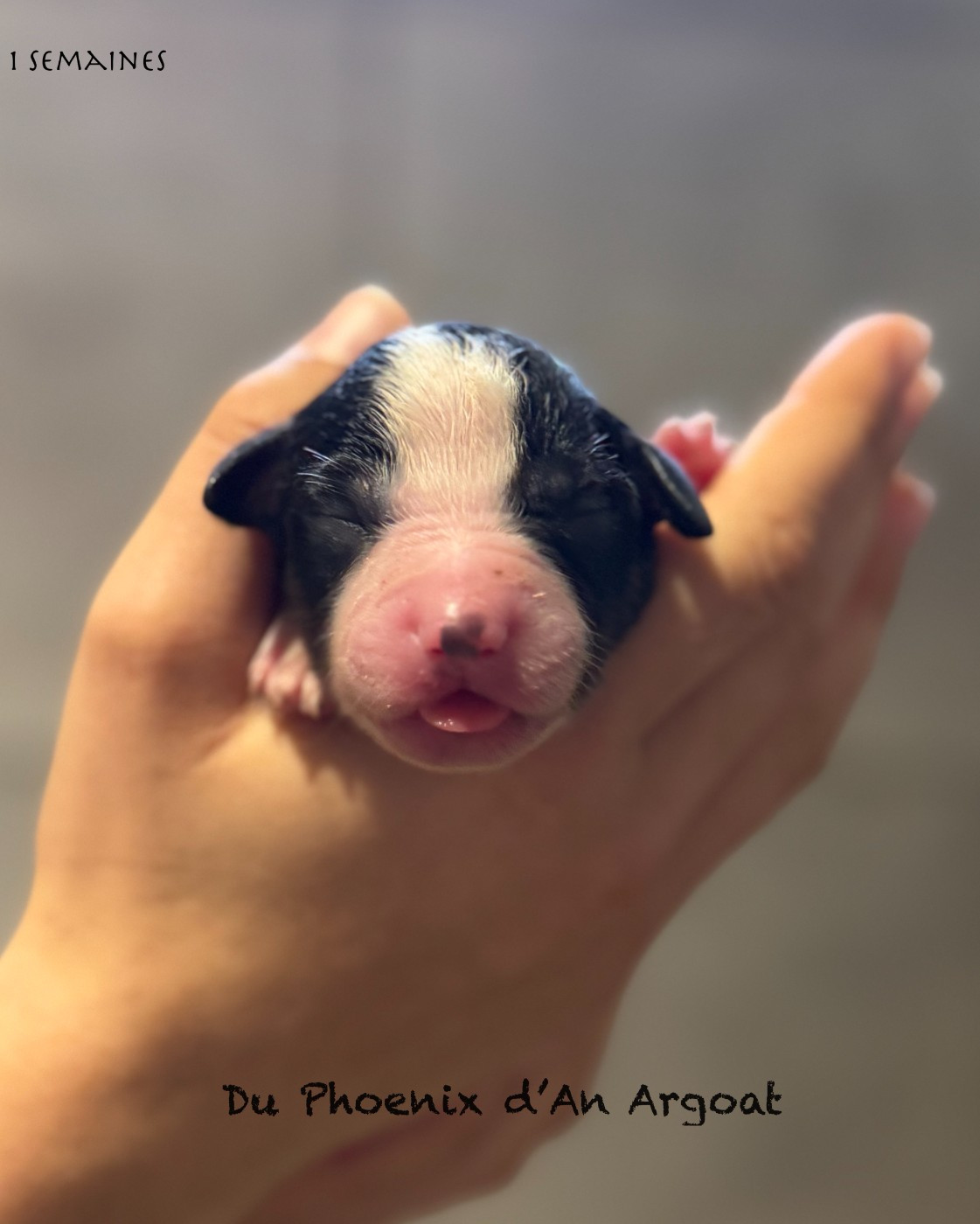 Du Phoenix D'an Argoat - Chiots disponibles - Berger Américain Miniature 