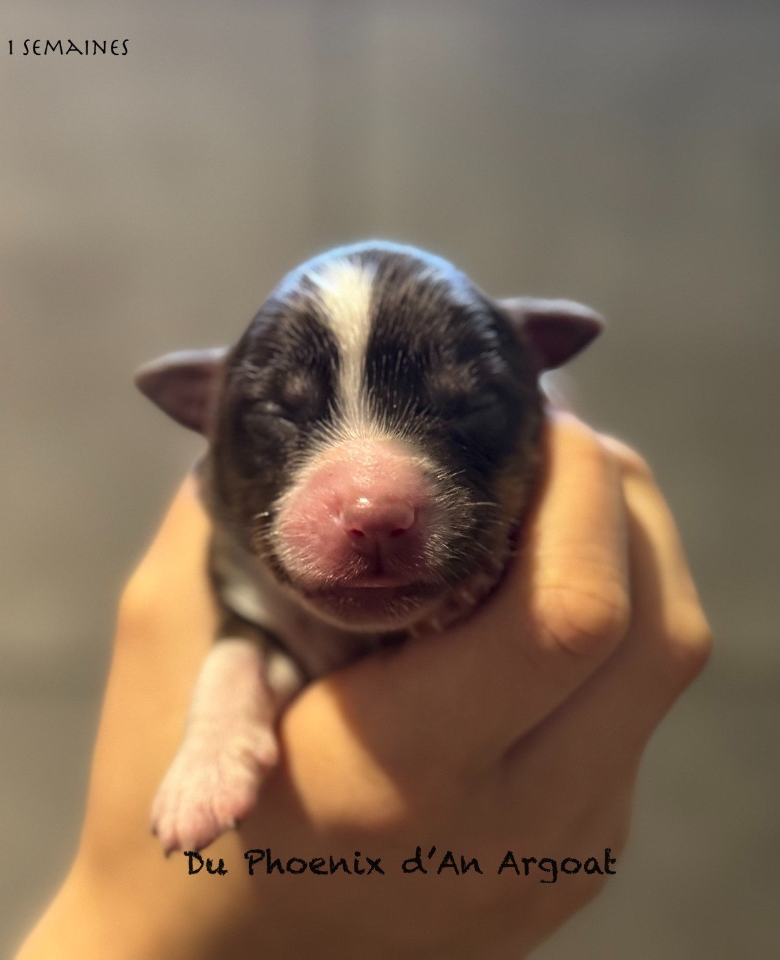 Du Phoenix D'an Argoat - Chiots disponibles - Berger Américain Miniature 
