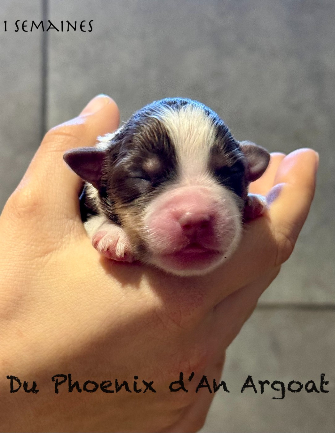 Du Phoenix D'an Argoat - Chiots disponibles - Berger Américain Miniature 
