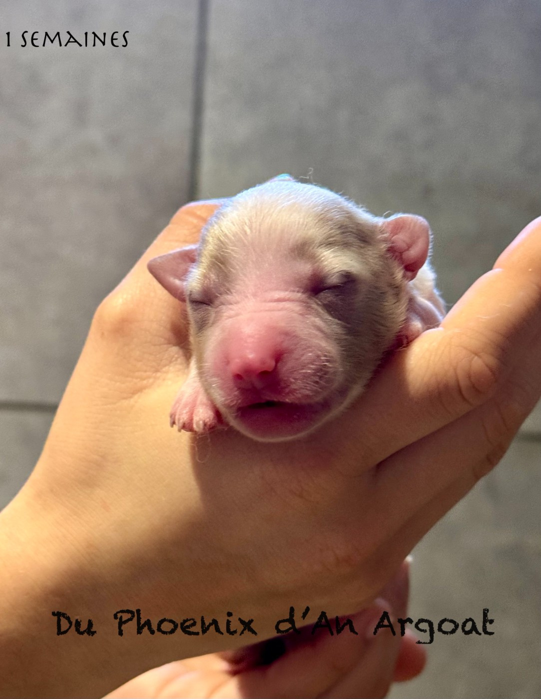 Du Phoenix D'an Argoat - Chiots disponibles - Berger Américain Miniature 