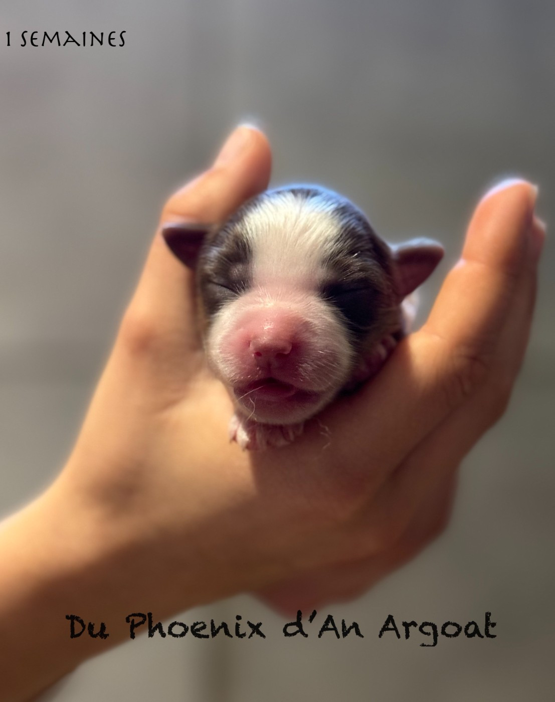 Du Phoenix D'an Argoat - Chiots disponibles - Berger Américain Miniature 