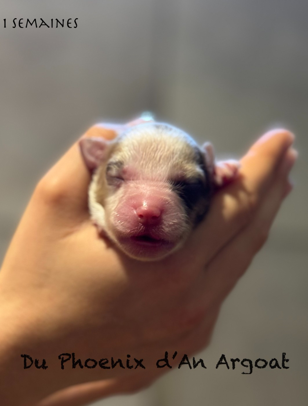 Du Phoenix D'an Argoat - Chiots disponibles - Berger Américain Miniature 