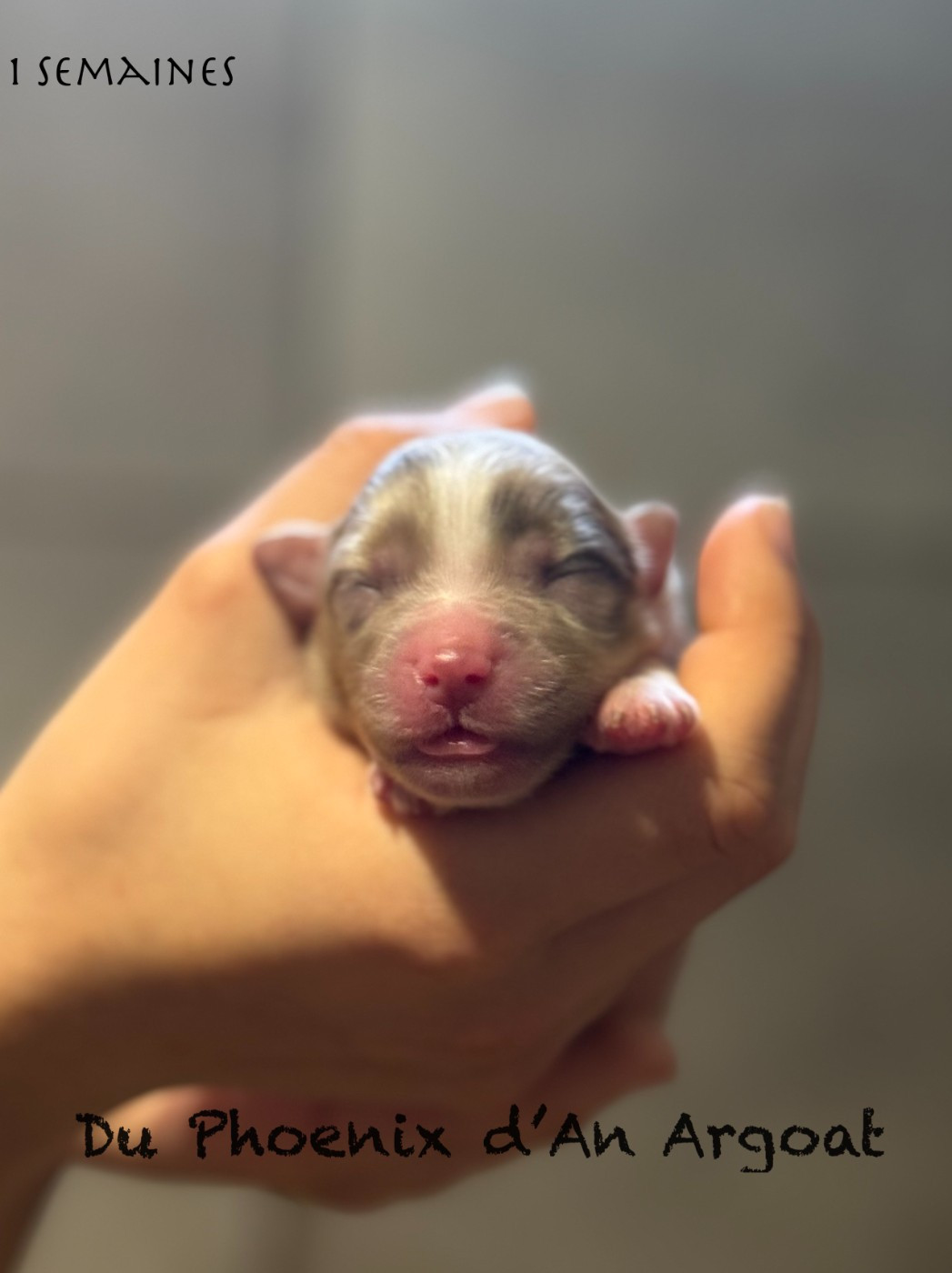 Du Phoenix D'an Argoat - Chiots disponibles - Berger Américain Miniature 