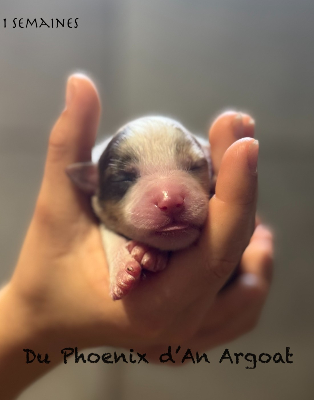 Du Phoenix D'an Argoat - Chiots disponibles - Berger Américain Miniature 