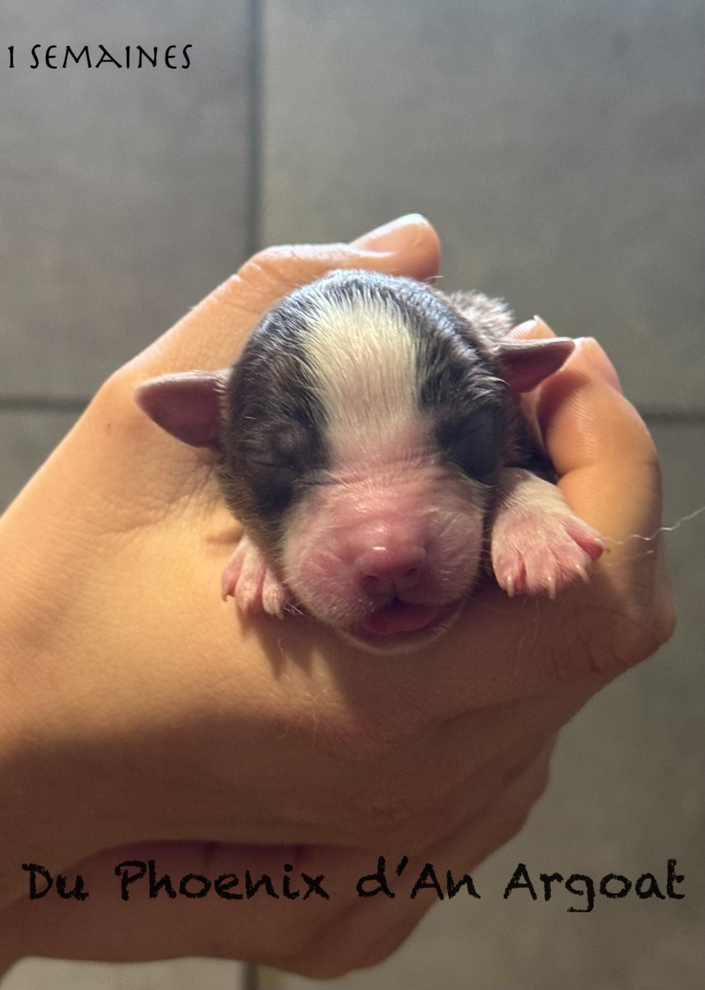Du Phoenix D'an Argoat - Chiots disponibles - Berger Américain Miniature 
