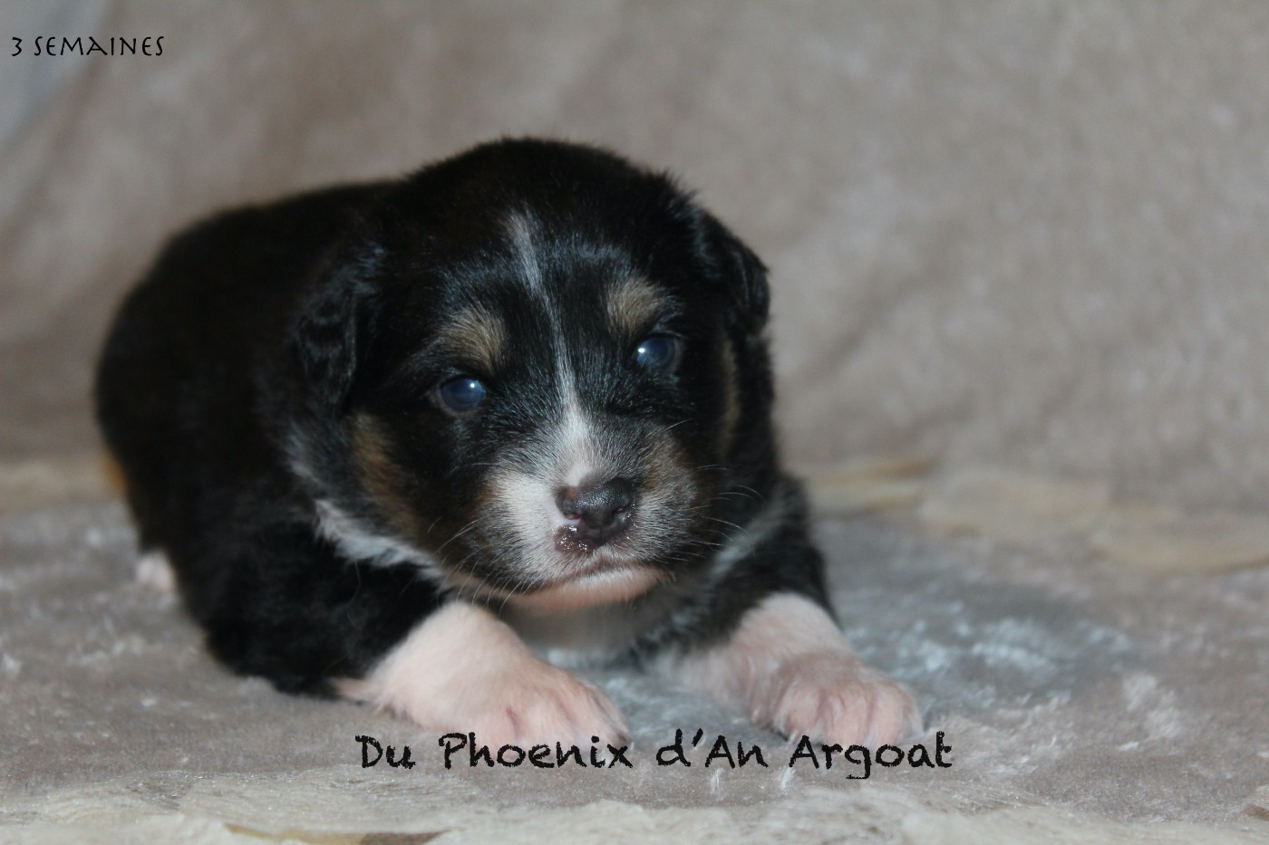Du Phoenix D'an Argoat - Chiots disponibles - Berger Australien