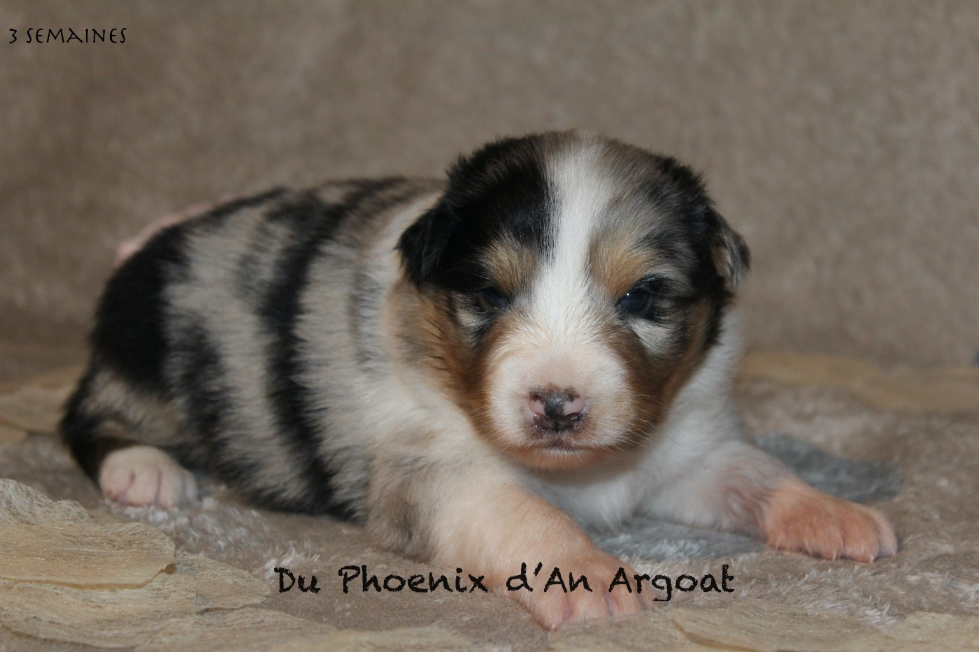 Du Phoenix D'an Argoat - Chiots disponibles - Berger Australien
