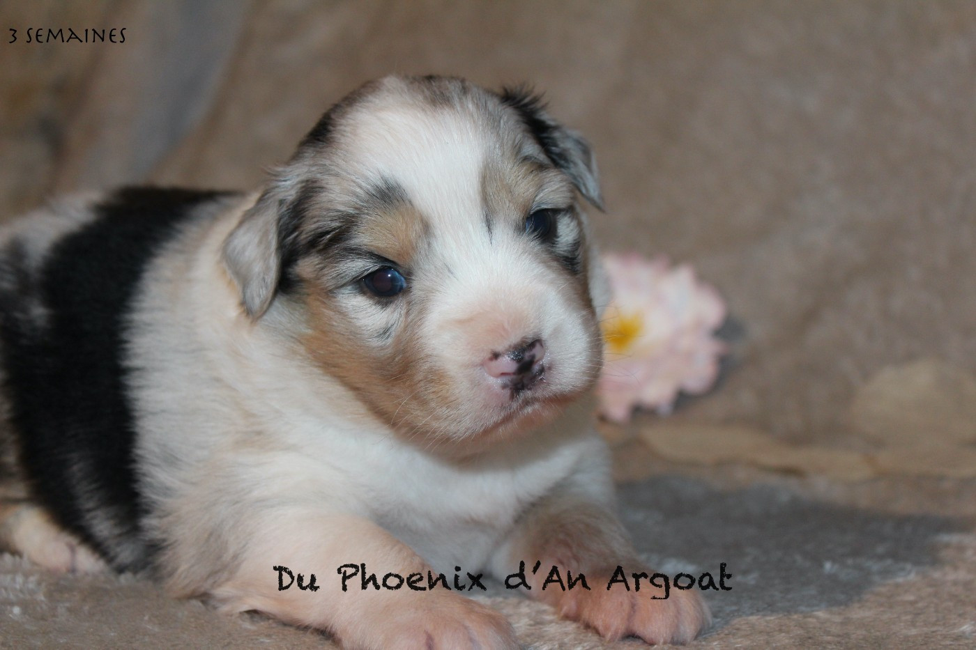 Du Phoenix D'an Argoat - Chiots disponibles - Berger Australien