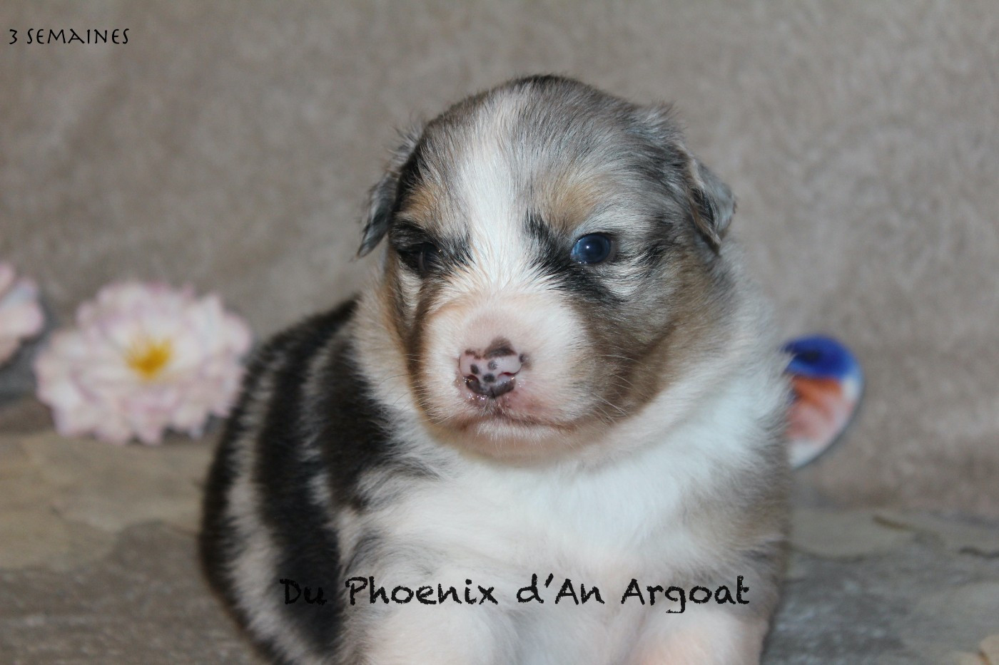 Du Phoenix D'an Argoat - Chiots disponibles - Berger Australien