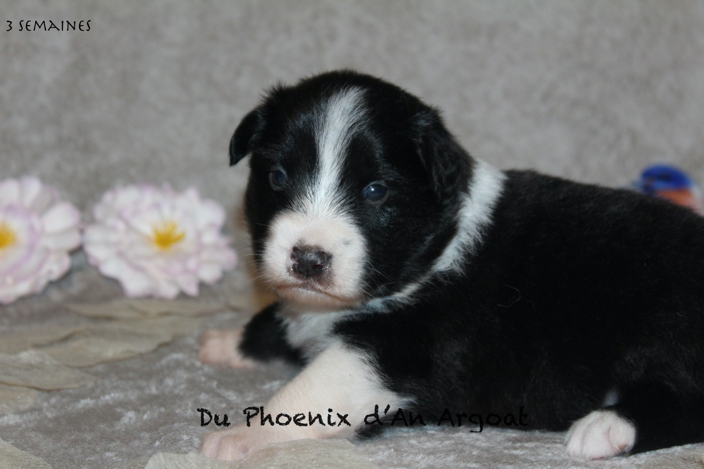 Du Phoenix D'an Argoat - Chiots disponibles - Berger Australien