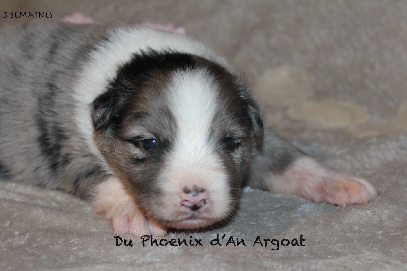 Du Phoenix D'an Argoat - Chiots disponibles - Berger Australien