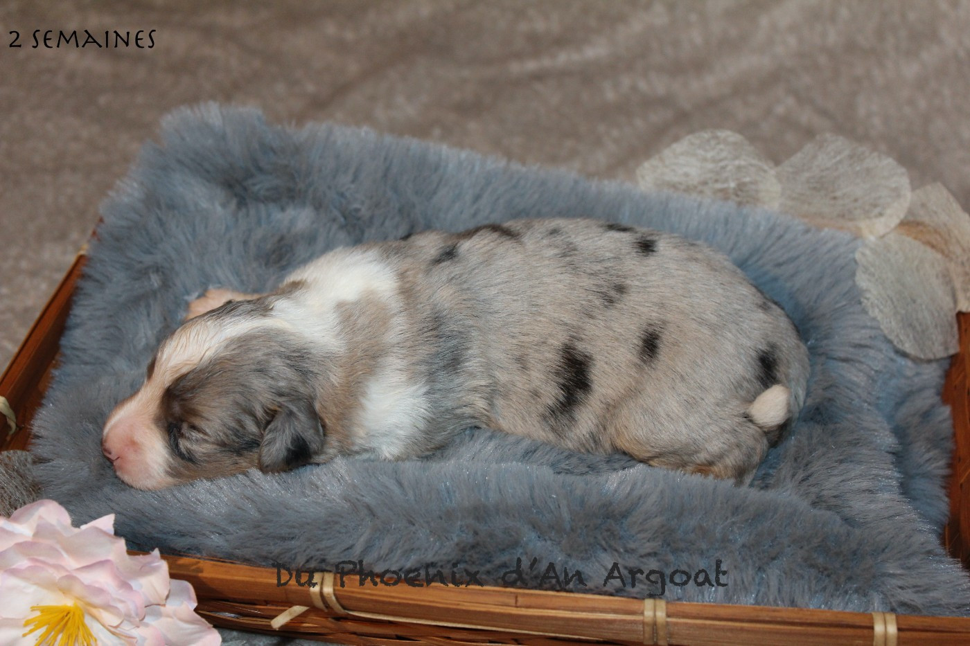 Du Phoenix D'an Argoat - Chiots disponibles - Berger Américain Miniature 