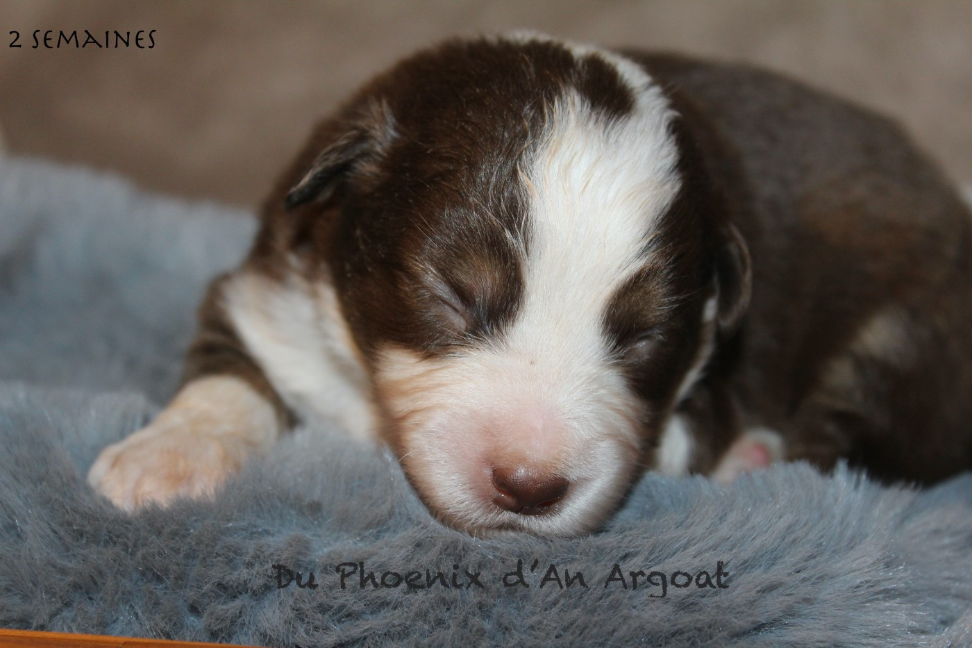 Du Phoenix D'an Argoat - Chiots disponibles - Berger Américain Miniature 