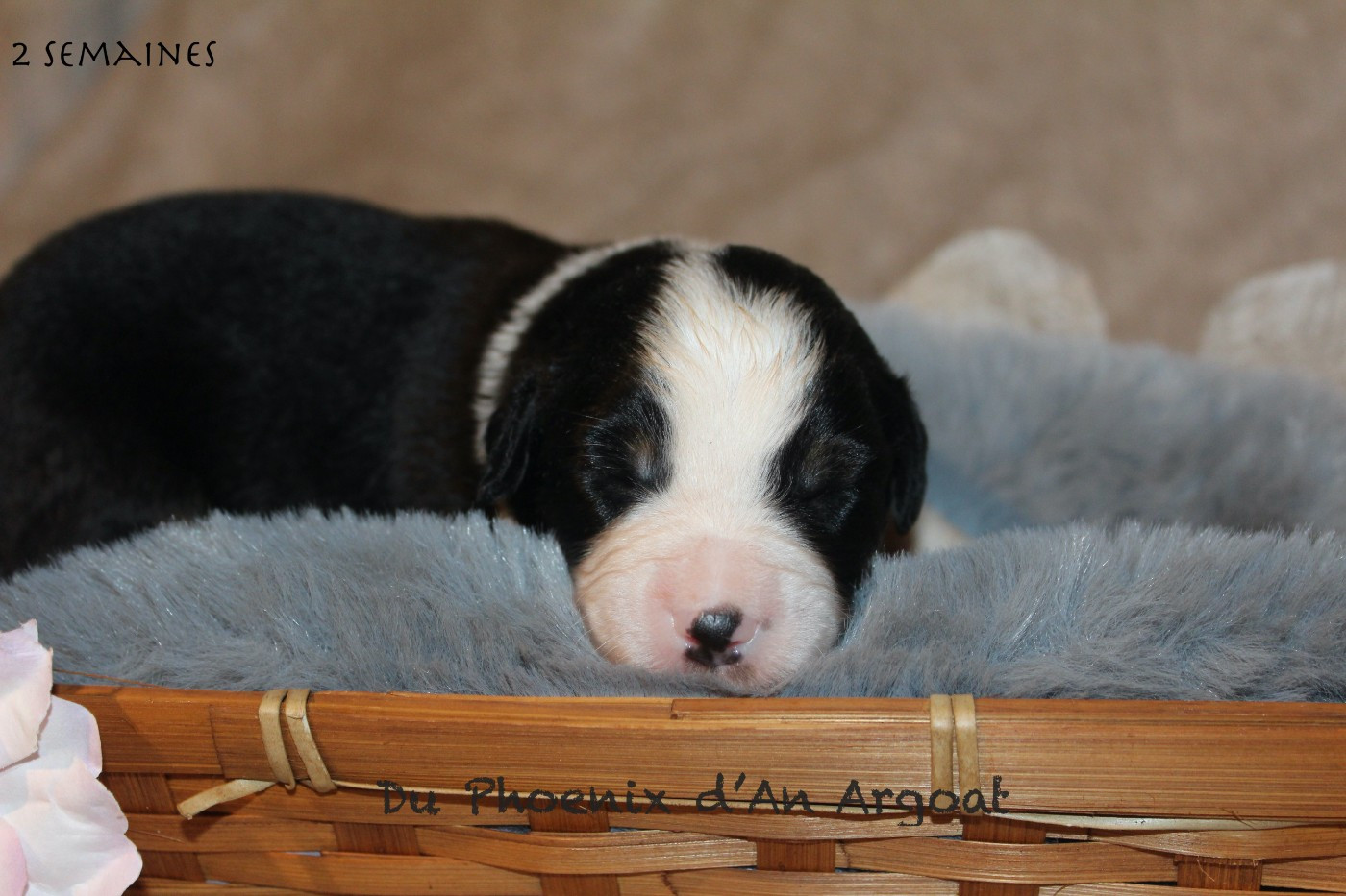Du Phoenix D'an Argoat - Chiots disponibles - Berger Américain Miniature 