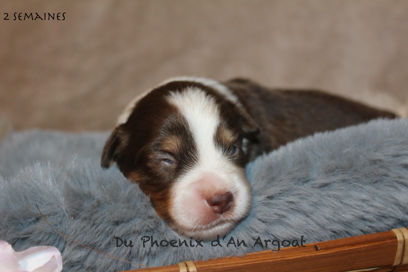 Du Phoenix D'an Argoat - Chiots disponibles - Berger Américain Miniature 