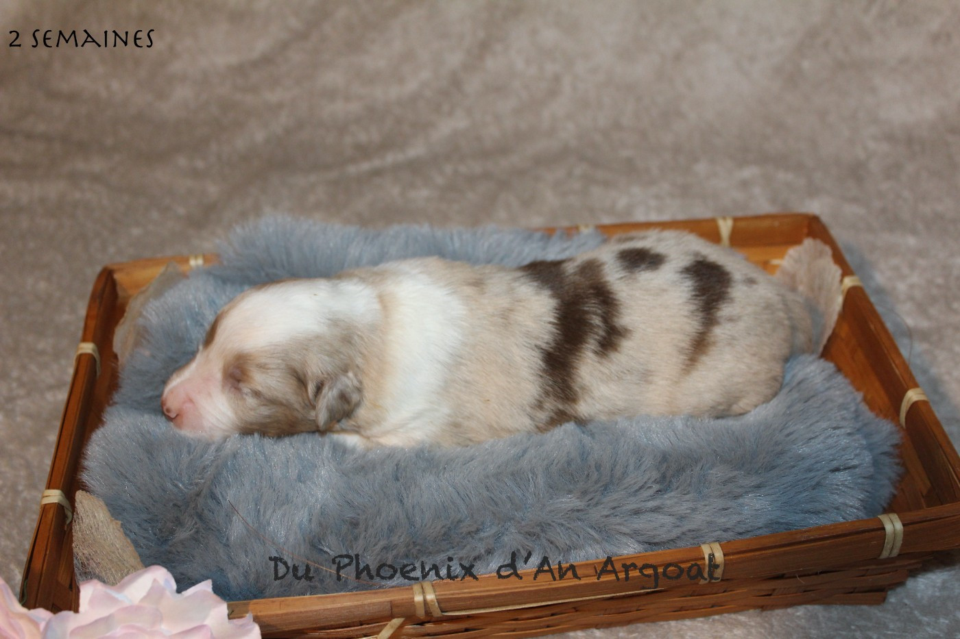 Du Phoenix D'an Argoat - Chiots disponibles - Berger Américain Miniature 
