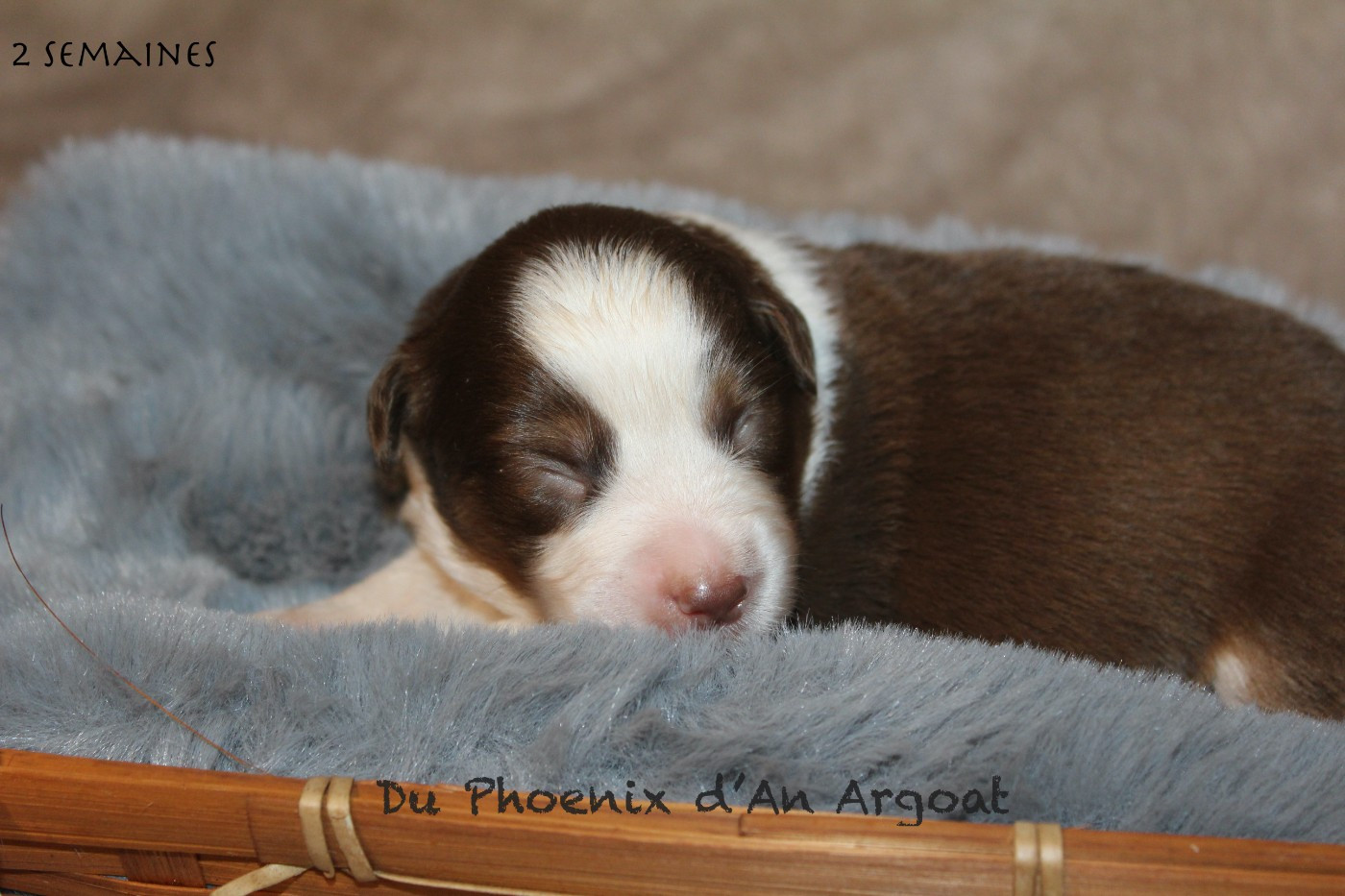Du Phoenix D'an Argoat - Chiots disponibles - Berger Américain Miniature 